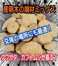 交尾の場所に最適！クヌギ・ナラの産卵木の端材【5~6個】クワガタ、カブトムシの足場、隠れ家、とまり木、転倒防止、ディスプレイにも抜群_画像1