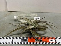 5096 「特別最安値セール」tillandsia cacticola × lotteae 抜き苗【希少・美株・チランジア・エアプランツ】_画像6