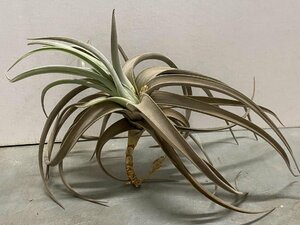 5100 「特別最安値セール」tillandsia cacticola × lotteae 抜き苗【希少・美株・チランジア・エアプランツ】