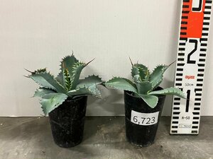 6723 「多肉植物」アガベ ポタトラム “スポーン” 2株セット【発根・リュウゼツラン・ Agave potatorum “spawn”】