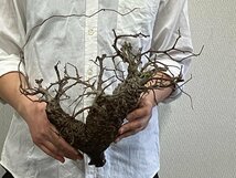 7131 「塊根植物」マダガスカル特急便 鮮度自信ありパキプス【到着後3日以内の返品OK・根切確認済・Operculicarya pachypus】_画像1