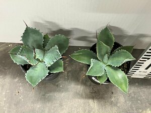 6728 「多肉植物」アガベ ポタトラム “スポーン” 2株セット【発根・リュウゼツラン・ Agave potatorum “spawn”】