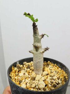 2628 「塊根植物」ボスウェリア　ナナ 植え【多分発根開始・Boswellia nana・希少・多肉植物】