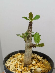 2630 「塊根植物」ボスウェリア　ナナ 植え【多分発根開始・Boswellia nana・希少・多肉植物】