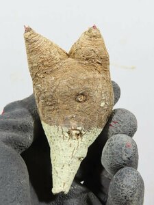 4240 「多肉植物」ユーフォルビア フィッシュスケール 抜き苗【塊根植物・E.fish bone・塊根植物】