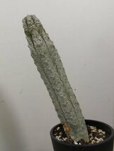 8355 「多肉植物I」ユーフォルビア　アブデルクリ　植え【接ぎ木・Euphorbia abdelkuri・美株・発根】_画像5