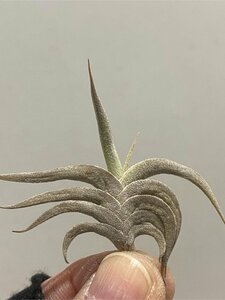 2006 「エアプランツ」tillandsia gilliesii minor 抜き苗【希少・美株・チランジア】