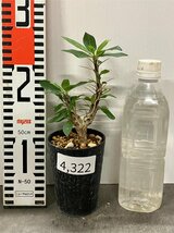 4322 「実生」フォークイエリア マクドガリー 植え【多分発根開始・多肉植物・Fouquieria macdougalii・塊根植物】_画像2