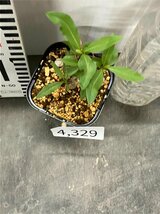 4329 「実生」フォークイエリア マクドガリー 植え【多分発根開始・多肉植物・Fouquieria macdougalii・塊根植物】_画像4