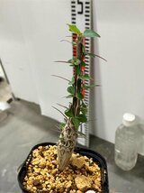 4331 「実生」フォークイエリア マクドガリー 植え【多分発根開始・多肉植物・Fouquieria macdougalii・塊根植物】_画像7