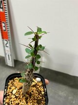 4331 「実生」フォークイエリア マクドガリー 植え【多分発根開始・多肉植物・Fouquieria macdougalii・塊根植物】_画像6