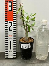4311 「塊根植物」フォークイエリア　プルプシー【種から発芽！・実生・Fouquieria purpusii・多肉植物・葉落ちします】_画像2