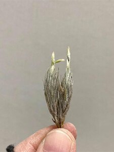 6094 「特別最安値セール」tillandsia tricholepis mini size 抜き苗【希少・美株・チランジア・エアプランツ】