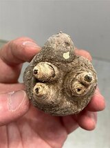 6883 「多肉植物」ユーフォルビア フィッシュスケール 抜き苗【塊根植物・E.fish bone・塊根植物】_画像2