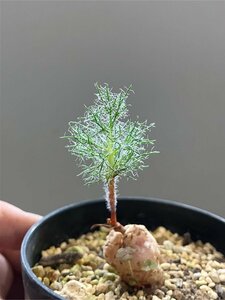 6970 「球根植物」エリオスペルマム パラドクサム 植え版【未発根・芽吹き・Eriospermum paradoxum・霧氷玉】
