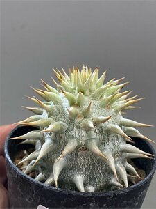 7000 「実生」パキポディウム　札落ち株【実生・大株・発根・Pachypodium・葉落ちします】