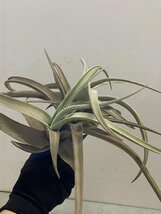 5096 「特別最安値セール」tillandsia cacticola × lotteae 抜き苗【希少・美株・チランジア・エアプランツ】_画像4