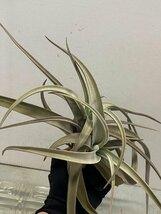 5096 「特別最安値セール」tillandsia cacticola × lotteae 抜き苗【希少・美株・チランジア・エアプランツ】_画像8