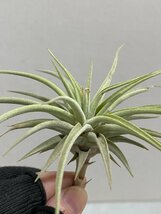 5632 「特別最安値セール」tillandsia cacticola × espinosae 抜き苗【希少・美株・チランジア・エアプランツ】_画像6