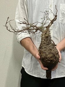 7112 「塊根植物」マダガスカル特急便 鮮度自信ありパキプス【到着後3日以内の返品OK・根切確認済・Operculicarya pachypus】