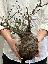 7129 「塊根植物」マダガスカル特急便 鮮度自信ありパキプス【到着後3日以内の返品OK・根切確認済・Operculicarya pachypus】_画像10