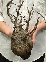 7138 「塊根植物」マダガスカル特急便 鮮度自信ありパキプス【到着後3日以内の返品OK・根切確認済・Operculicarya pachypus】_画像6