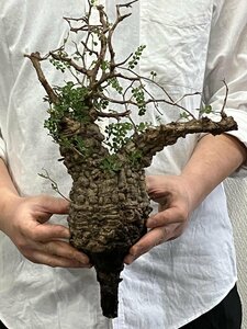 7128 「塊根植物」マダガスカル特急便 鮮度自信ありパキプス【到着後3日以内の返品OK・根切確認済・Operculicarya pachypus】