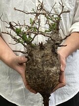 7127 「塊根植物」マダガスカル特急便 鮮度自信ありパキプス【到着後3日以内の返品OK・根切確認済・Operculicarya pachypus】_画像1