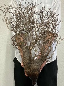 7121 「塊根植物」マダガスカル特急便 鮮度自信ありパキプス【到着後3日以内の返品OK・根切確認済・Operculicarya pachypus】