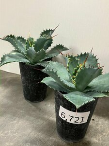 6721 「多肉植物」アガベ ポタトラム “スポーン” 2株セット【発根・リュウゼツラン・ Agave potatorum “spawn”】