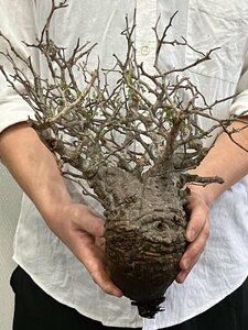 7124 「塊根植物」マダガスカル特急便 鮮度自信ありパキプス【到着後3日以内の返品OK・根切確認済・Operculicarya pachypus】