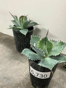 6730 「多肉植物」アガベ ポタトラム “スポーン” 2株セット【発根・リュウゼツラン・ Agave potatorum “spawn”】