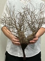 7108 「塊根植物」マダガスカル特急便 鮮度自信ありパキプス【到着後3日以内の返品OK・根切確認済・Operculicarya pachypus】_画像1