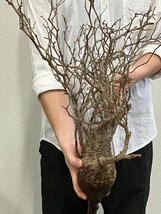 7120 「塊根植物」マダガスカル特急便 鮮度自信ありパキプス【到着後3日以内の返品OK・根切確認済・Operculicarya pachypus】_画像6