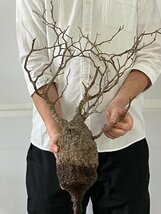 9441 「塊根植物」マダガスカル特急便 鮮度自信ありパキプス【到着後3日以内の返品OK・根切確認済・Operculicarya pachypus】_画像1