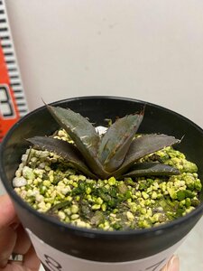 8077 「激レア高級品種】アガベ チタノタ 藍鯨 植え【発根・超厳選極上子株・Agave titanota】