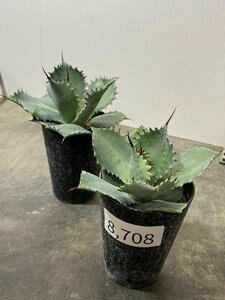 8708 「多肉植物」アガベ ポタトラム “スポーン” 2株セット【発根・リュウゼツラン・ Agave potatorum “spawn”】