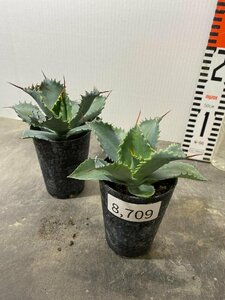 8709 「多肉植物」アガベ ポタトラム “スポーン” 2株セット【発根・リュウゼツラン・ Agave potatorum “spawn”】