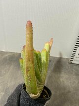 8676 「実生」アロエ　コンプレッサ　【多肉植物・アロエ・種から発芽！Aloe Compressa】_画像6