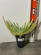 8676 「実生」アロエ　コンプレッサ　【多肉植物・アロエ・種から発芽！Aloe Compressa】_画像3