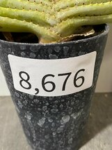 8676 「実生」アロエ　コンプレッサ　【多肉植物・アロエ・種から発芽！Aloe Compressa】_画像4