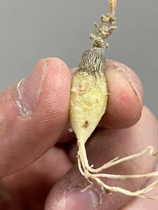 2906 「塊根植物」ドルステニア ギガス ブラータ 抜き苗【1/22最新到着・美株・Dorstenia gigas f. bullata】