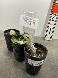 4679 「実生」塊根植物 3株セット【レウコキサンツム・恵比寿笑・グラキリスSP・Pachypodium・購入でパキプス種子プレゼント】