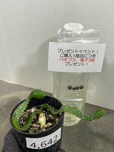 4642 「実生」ユーフォルビア　ステラータ【購入でパキプス種子プレゼント・発根・Euphorbia stellata・飛竜・多肉植物】