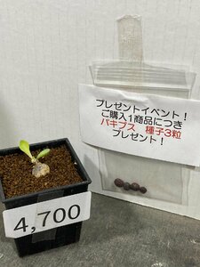 4700 「塊根植物」オトンナ ピグマエア 実生　植え【未発根・多肉植物・ Othonna pygmaea・購入でパキプス種子プレゼント】