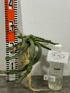 4205 「実生」ユーフォルビア ステラータ 抜き苗【Euphorbia stellata・飛竜・多肉植物・畑に地植え株・購入でパキプス種子プレゼント】