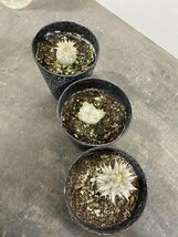 4676 「実生」塊根植物 3株セット【レウコキサンツム・恵比寿笑・グラキリスSP・Pachypodium・購入でパキプス種子プレゼント】_画像2