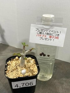 4706 「塊根植物」ボスウェリア　ナナ 植え【多分発根開始・Boswellia nana・希少・多肉植物・購入でパキプス種子プレゼント】