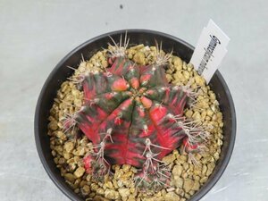 2144 「多肉植物I」ギムノカリキウム ミハノビッチ 植え【発根・美株・Gymnocalycium mihanovichii・サボテン】