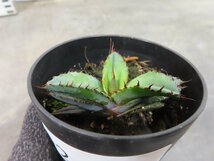 2301 「激レア高級品種】アガベ チタノタ 藍鯨 植え【発根・超厳選極上子株・Agave titanota】_画像1